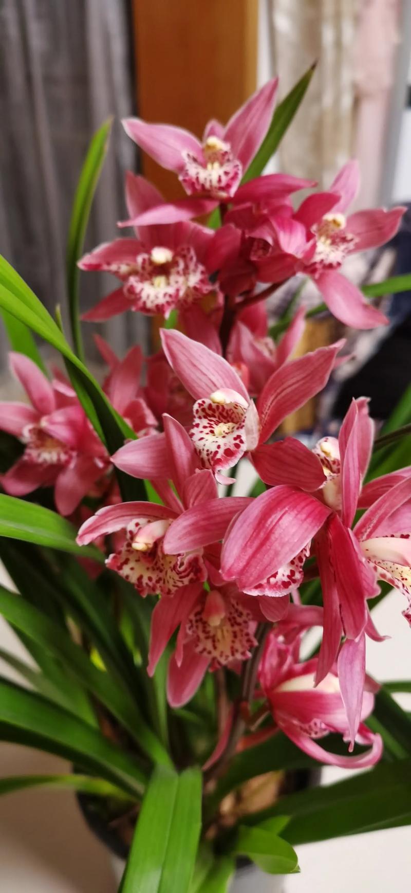 2025名贵兰花价格行情-图2