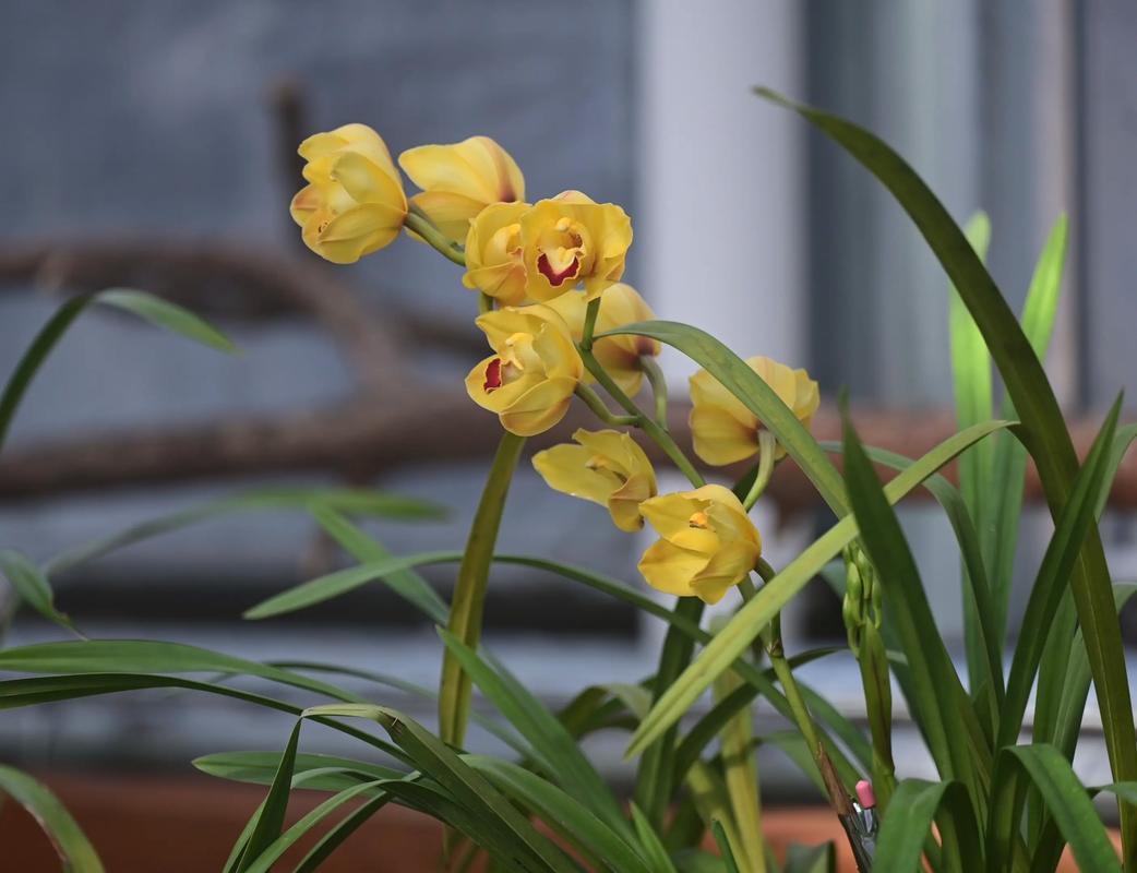 2025名贵兰花价格行情-图3