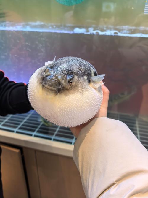 河豚鱼最常见食用品种是哪些？-图1