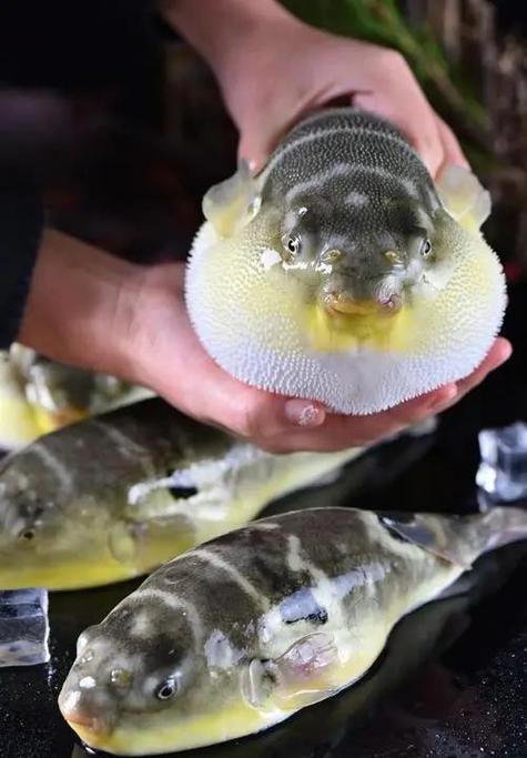 河豚鱼最常见食用品种是哪些？-图2