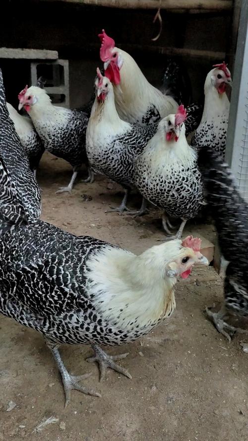 肉蛋两用鸡品种有哪些？-图1