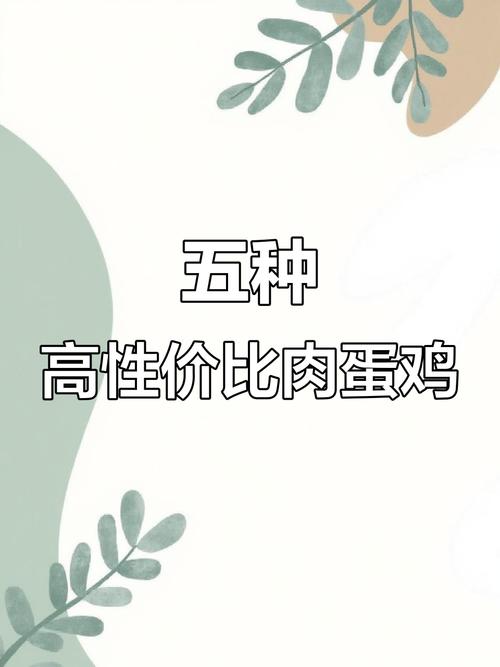 肉蛋两用鸡品种有哪些？-图2