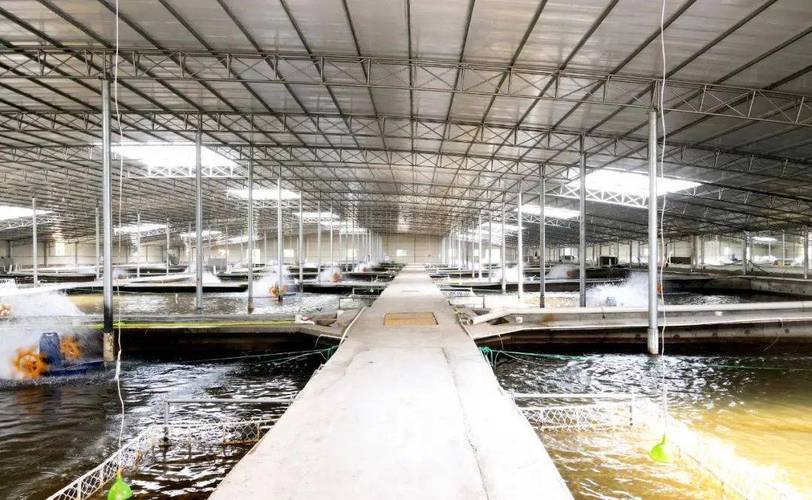 鳗鱼土池高效养殖技术关键何在?-图1 鳗鱼土池高效养殖技术关键何在?-图1