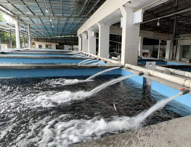 鳗鱼土池高效养殖技术关键何在?-图3 鳗鱼土池高效养殖技术关键何在?-图3