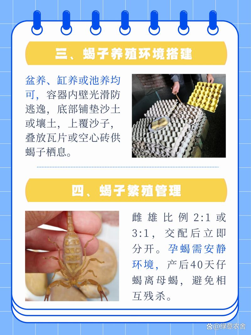 野生蝎子养殖技术难点有哪些？-图1