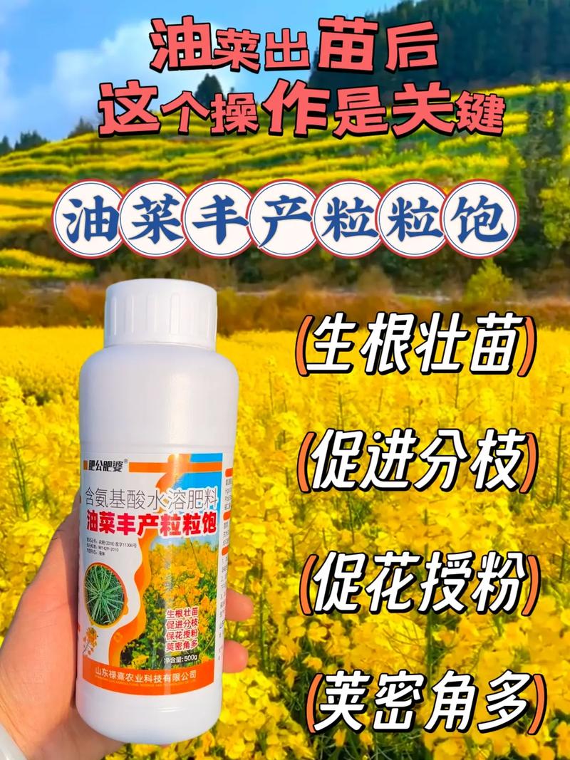 油菜的种植技术教程全集-图3