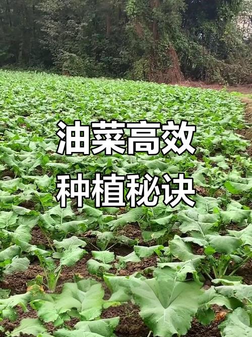 油菜的种植技术教程全集-图1