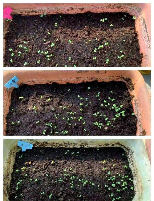 油菜的种植技术教程全集-图2