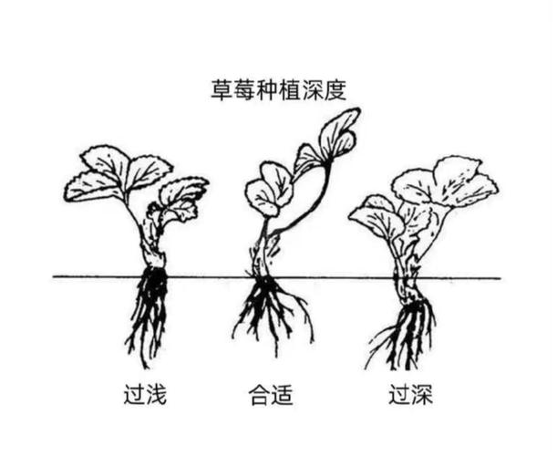 草莓种植技术大全与管理-图2