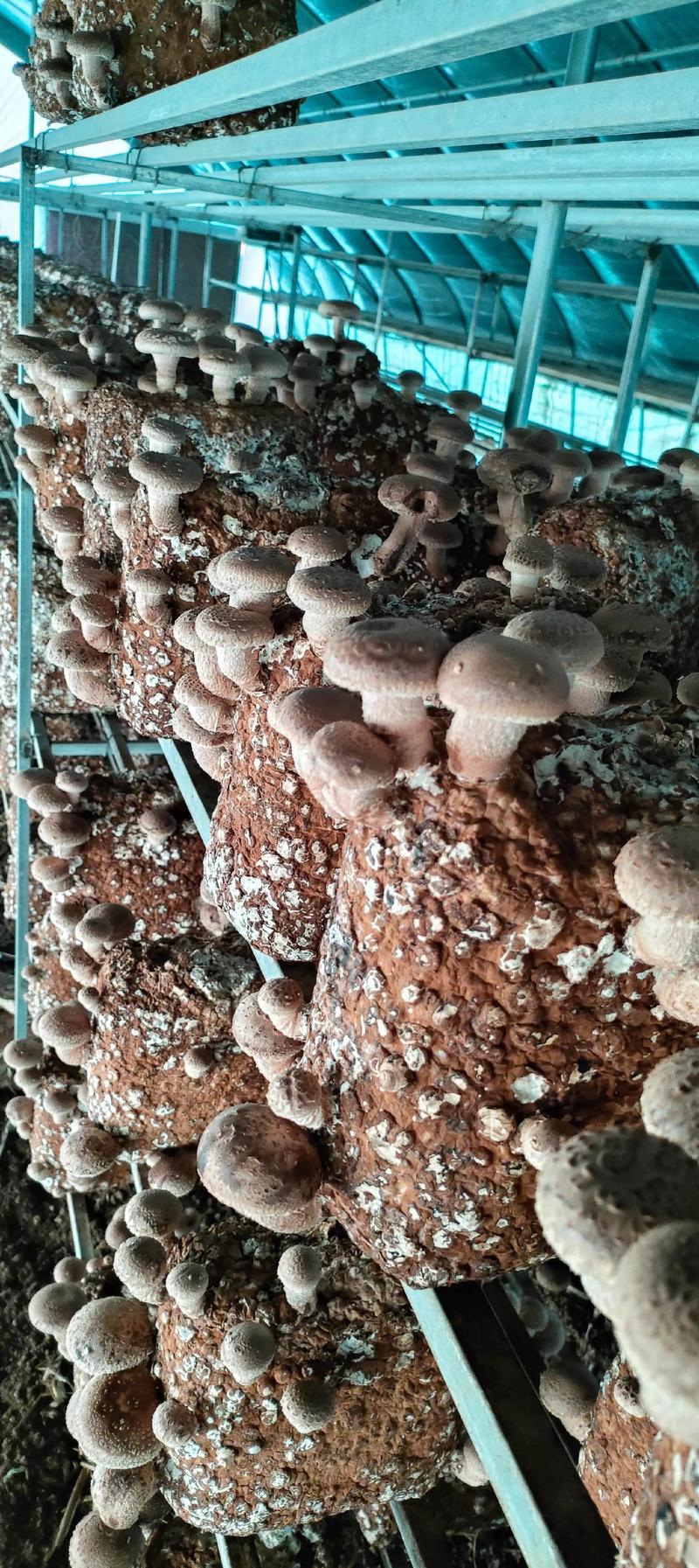 种植香菇的技术视频播放-图1