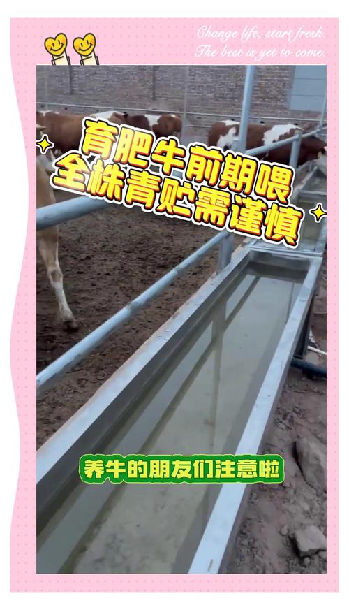 山区养牛技术难点与饲养方法有哪些？-图2