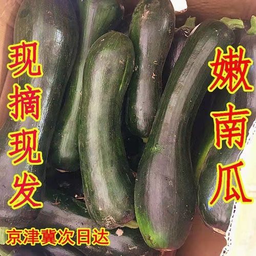 南瓜和北瓜是一个品种吗-图3