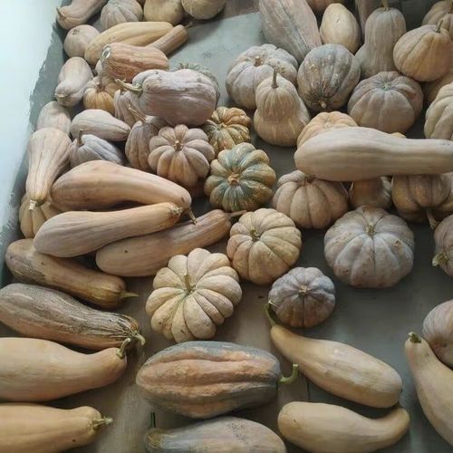 南瓜和北瓜是一个品种吗-图2