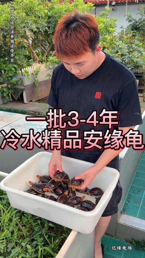 2025年9月安缘龟价格会涨还是跌？-图3