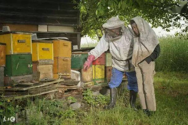 外国养蜜蜂技术视频哪里能下载？-图3