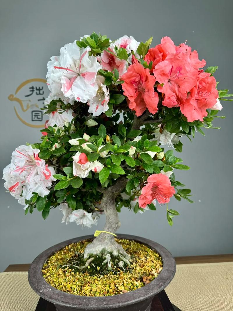 杜鹃花最具代表性的品种-图1