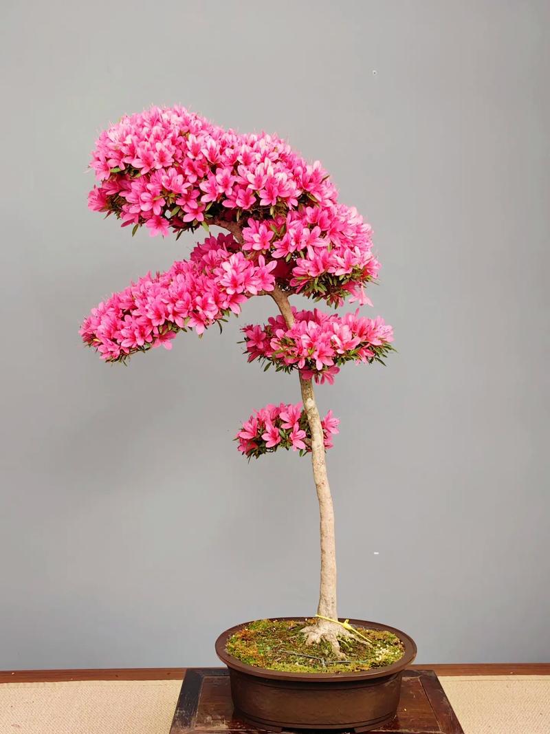 杜鹃花最具代表性的品种-图3