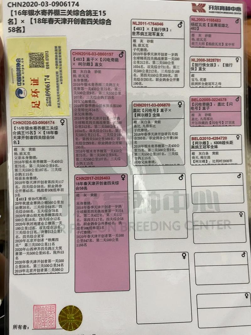 银王鸽品种好不好养?有什么优缺点?-图1 银王鸽品种好不好养?有什么优缺点?-图1