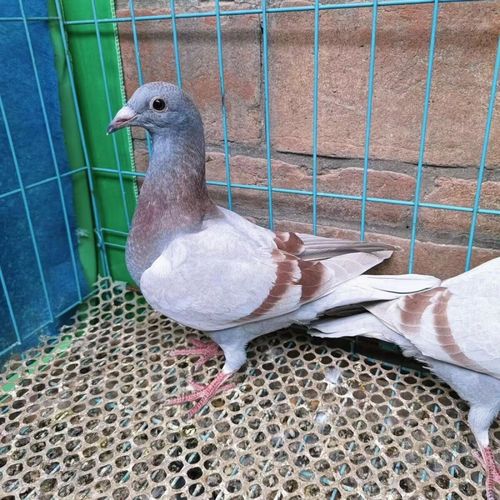 银王鸽品种好不好养？有什么优缺点？-图2