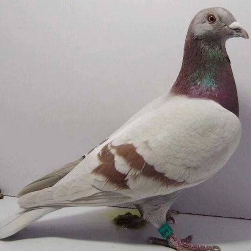 银王鸽品种好不好养？有什么优缺点？-图3