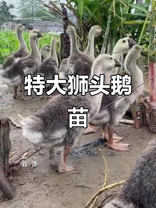 为何鹅苗一定要选大品种？-图2
