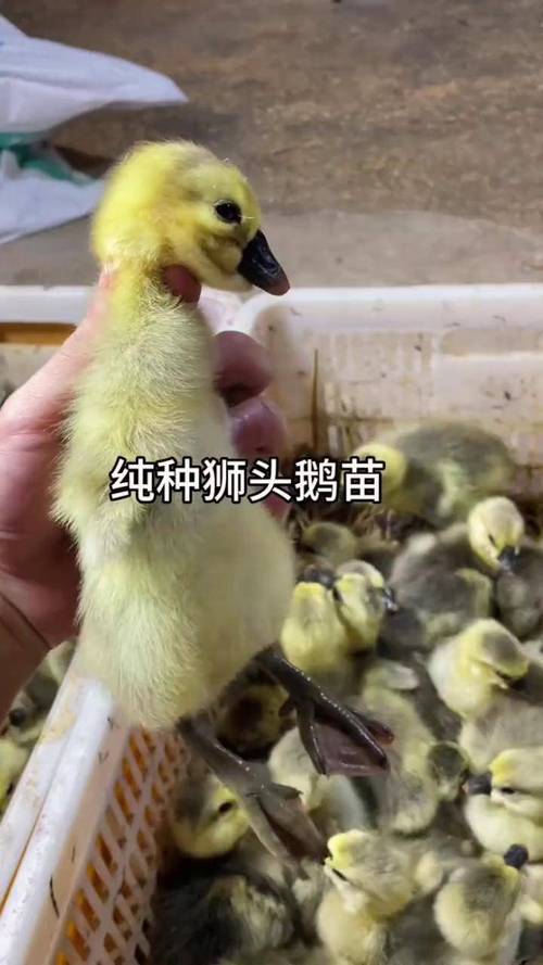 为何鹅苗一定要选大品种？-图1