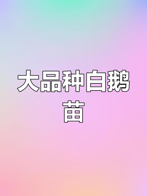 为何鹅苗一定要选大品种？-图3