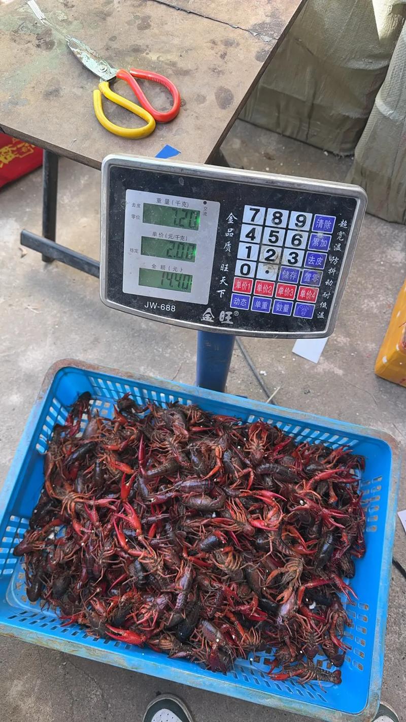 2025白沙洲小龙虾价格会涨还是跌？-图3