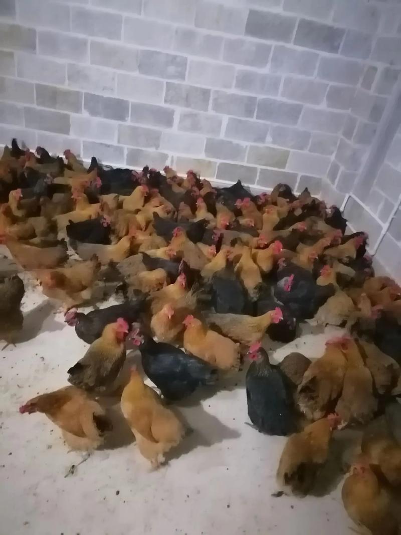 小型土鸡品种一只多少钱?-图3 小型土鸡品种一只多少钱?-图3