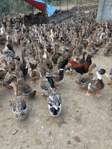 什么鸭子品种最易养活？-图1