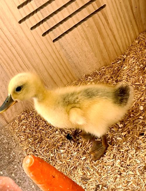 什么鸭子品种最易养活？-图3