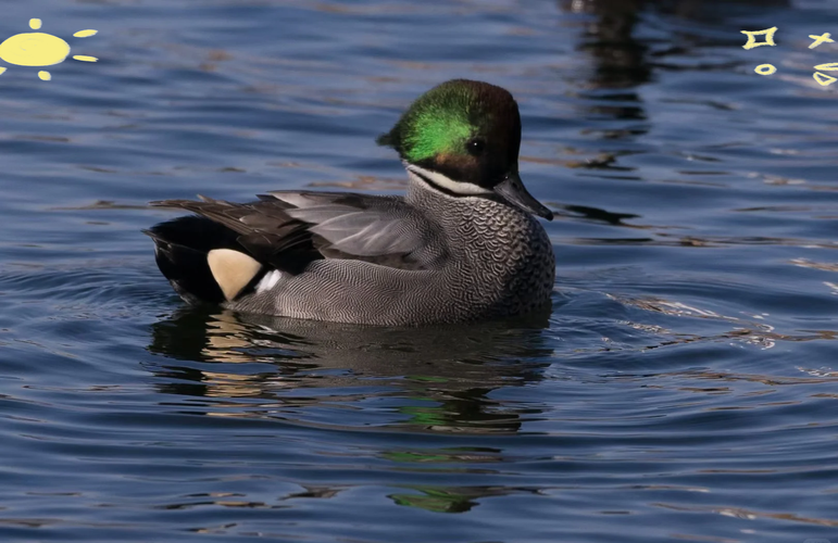 什么鸭子品种最易养活？-图2