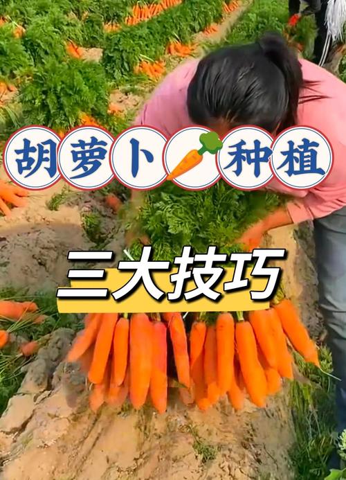 胡萝卜新品种有哪些？栽培技术如何掌握？-图2