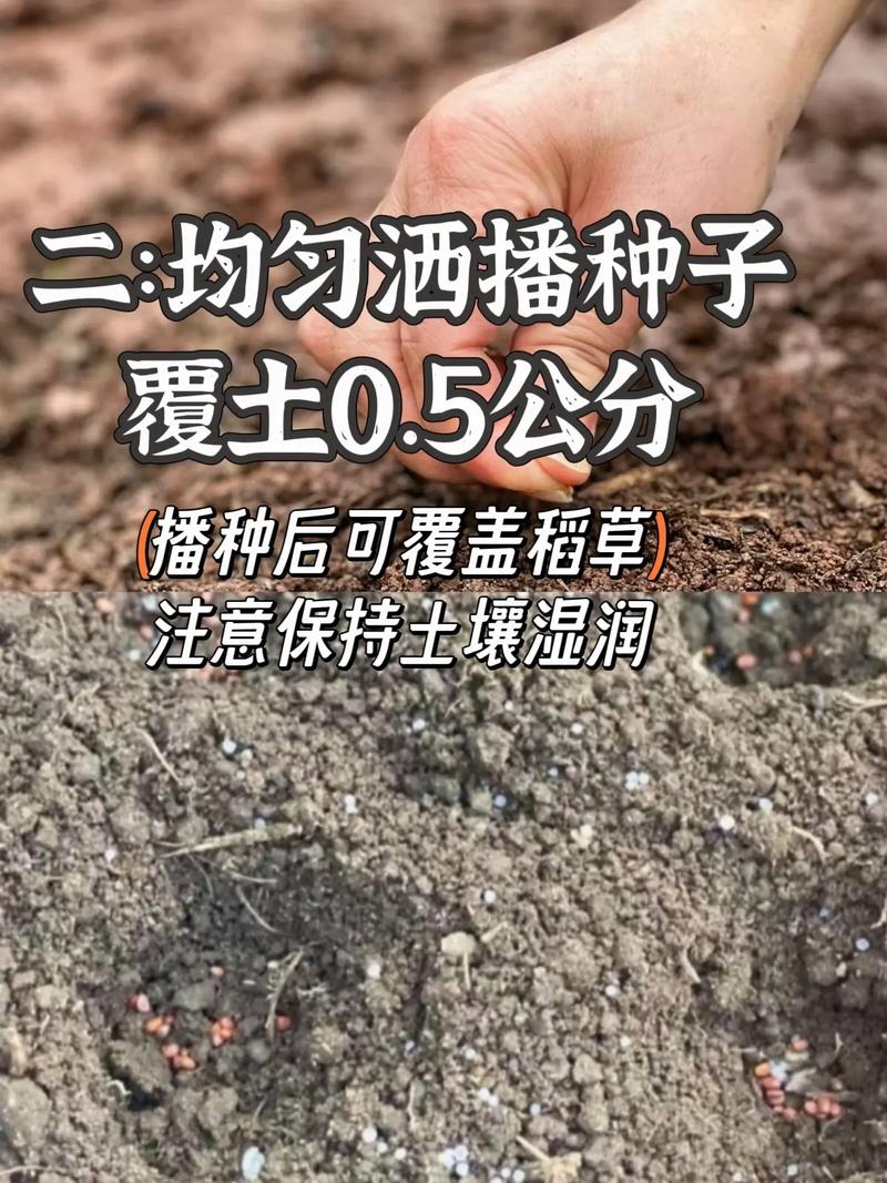 胡萝卜新品种有哪些？栽培技术如何掌握？-图1