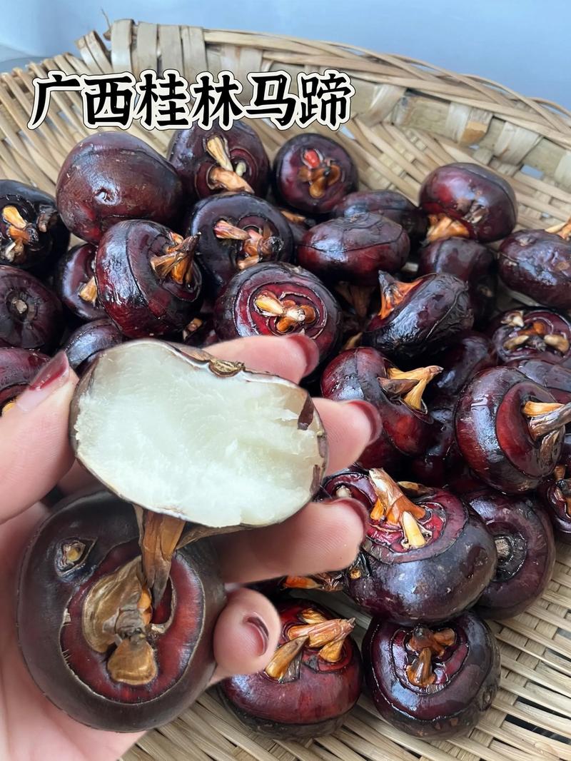 广西2025马蹄收购价会涨还是跌？-图2