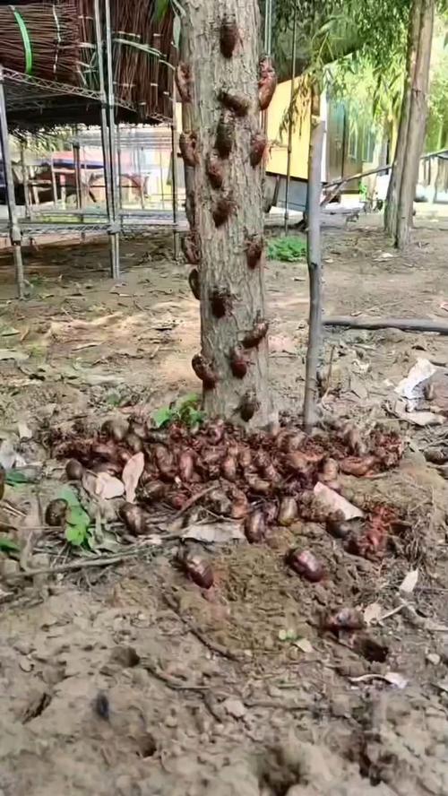 知了猴养殖是骗局吗？技术真伪如何辨别？-图2