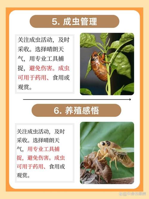 知了猴养殖是骗局吗？技术真伪如何辨别？-图1