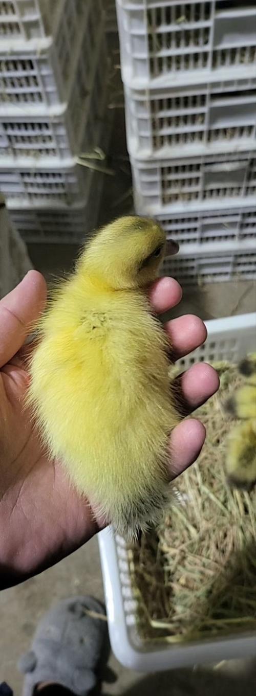 江苏盐城新品种黑羽番鸭有何优势？-图3