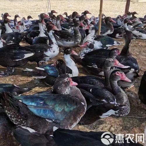 江苏盐城新品种黑羽番鸭有何优势？-图1
