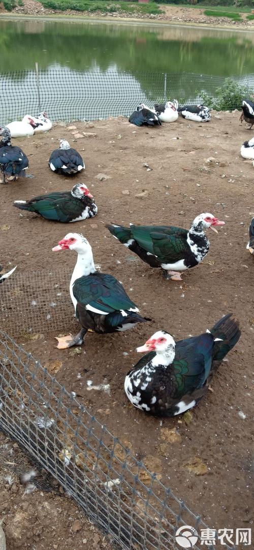 江苏盐城新品种黑羽番鸭有何优势？-图2