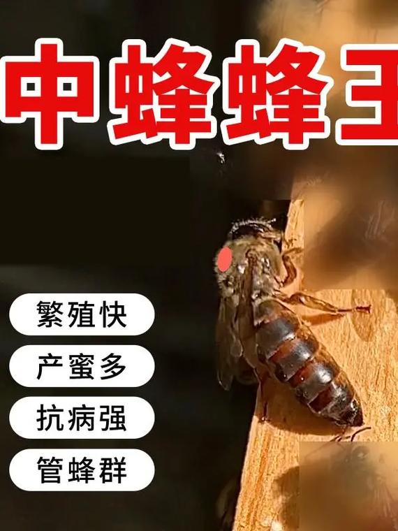 中蜂不同品种能介王吗?-图1 中蜂不同品种能介王吗?-图1