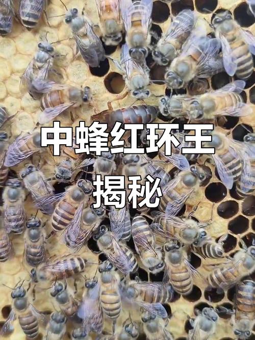 中蜂不同品种能介王吗?-图3 中蜂不同品种能介王吗?-图3