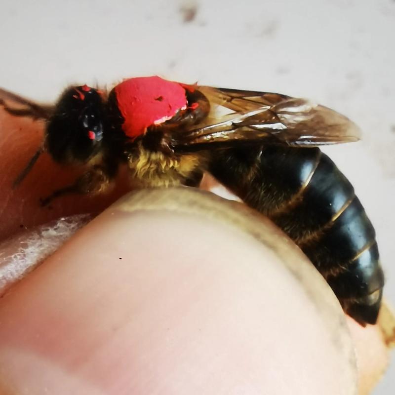 中蜂不同品种能介王吗?-图2 中蜂不同品种能介王吗?-图2