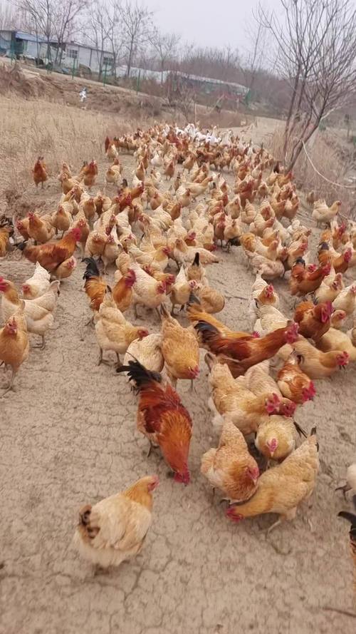 农村养殖鸡技术视频哪里能下载？-图2