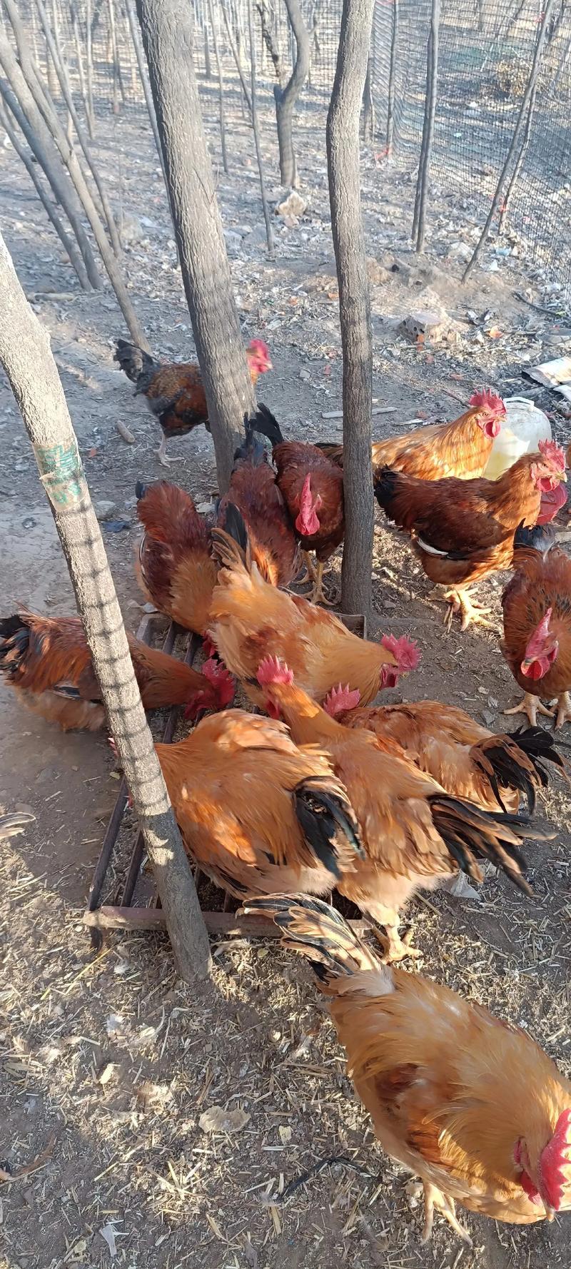 农村养殖鸡技术视频哪里能下载？-图1