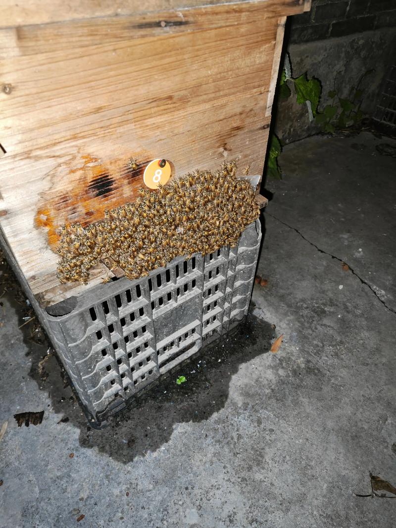 蜜蜂养殖技术哪里学?百度能搜到靠谱的吗?-图3 蜜蜂养殖技术哪里学?百度能搜到靠谱的吗?-图3