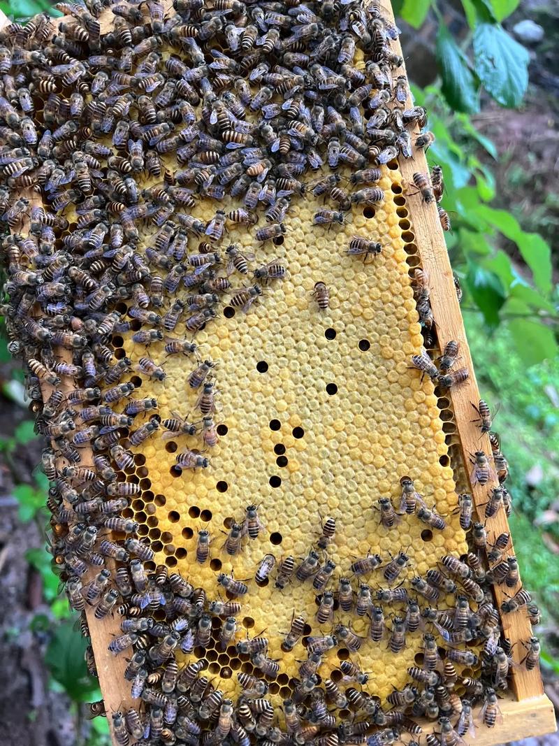 蜜蜂养殖技术哪里学?百度能搜到靠谱的吗?-图1 蜜蜂养殖技术哪里学?百度能搜到靠谱的吗?-图1