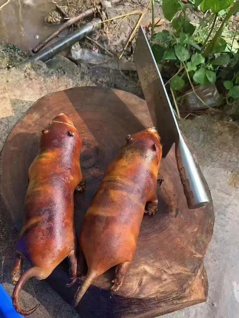 2025年竹鼠价格会涨跌吗？多少钱一斤？-图3