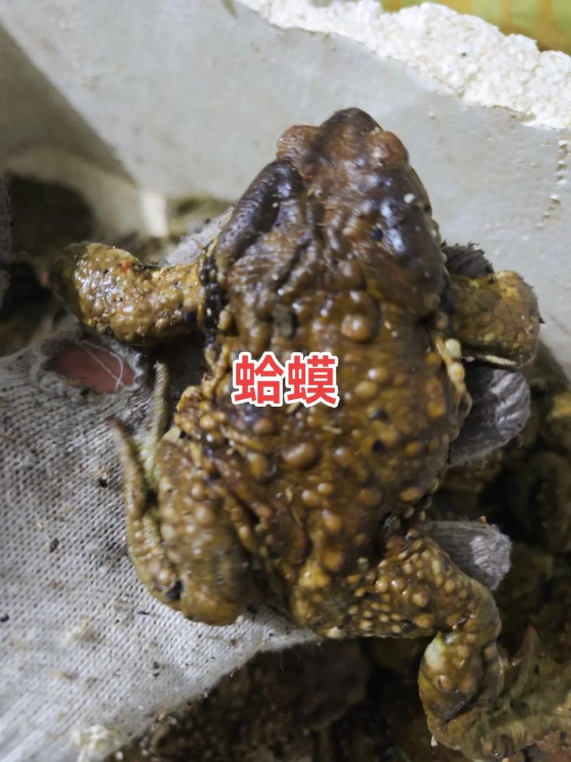 湖北正规癞蛤蟆养殖技术要点有哪些?-图2 湖北正规癞蛤蟆养殖技术要点有哪些?-图2