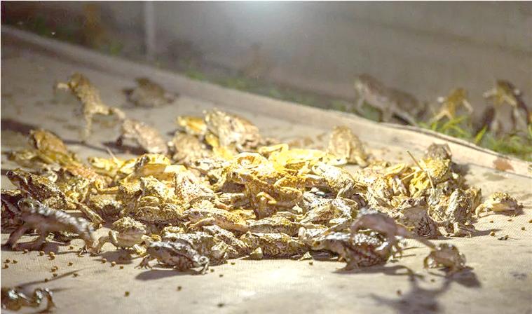 湖北正规癞蛤蟆养殖技术要点有哪些？-图3